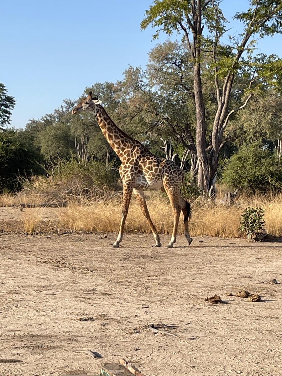 On safari — Wanyama WildEscape