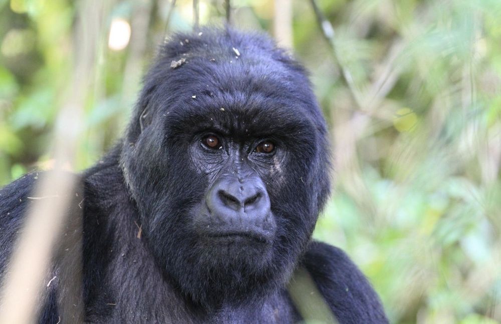 Rwanda