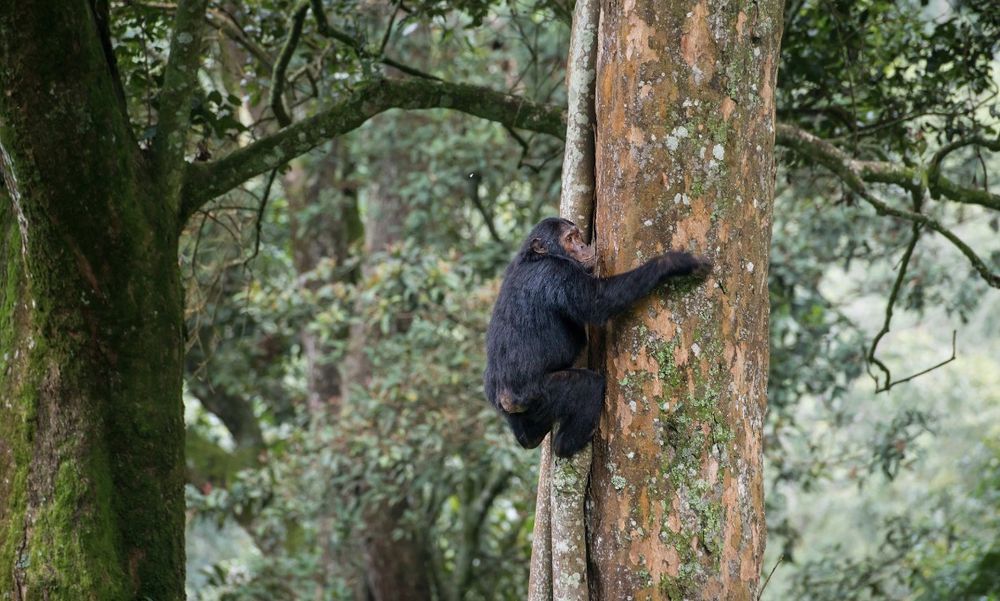 Uganda