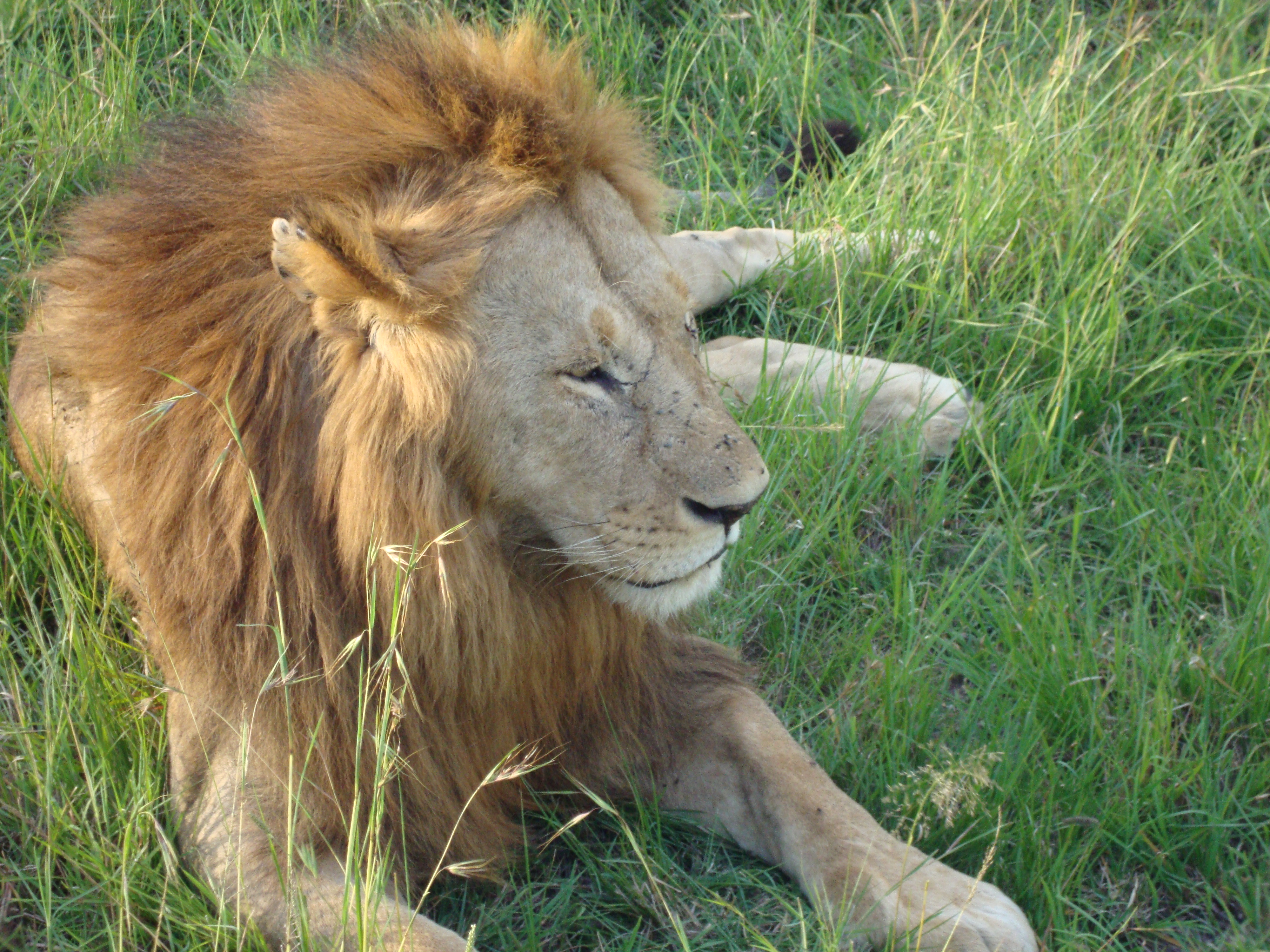 Wildlife Safaris